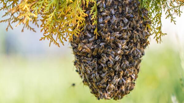 Unos 150 colegiantes fueron atacados por abejas en Belén