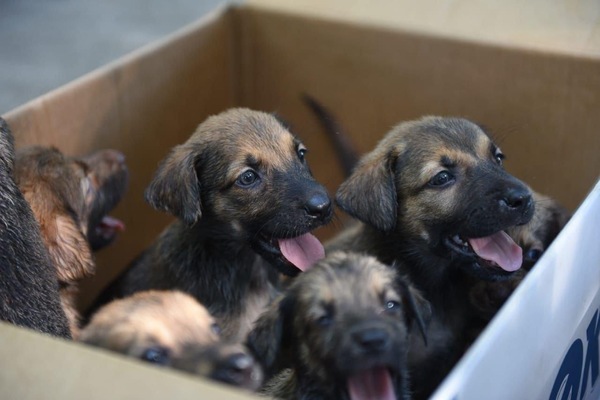 Servicios gubernamentales llegan al Bañado Sur con jornada de bienestar animal y vacunación gratuita - .::Agencia IP::.