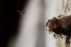 Las abejas señoritas, aliadas de las guaraníes bolivianas que buscan autonomía económica - Estilo de vida - ABC Color