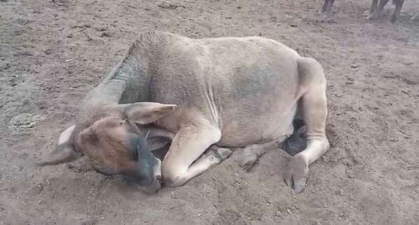 Video: animales vacunos comen tierra por deficiencia de minerales, ante desoladora sequía - Noticias del Chaco - ABC Color
