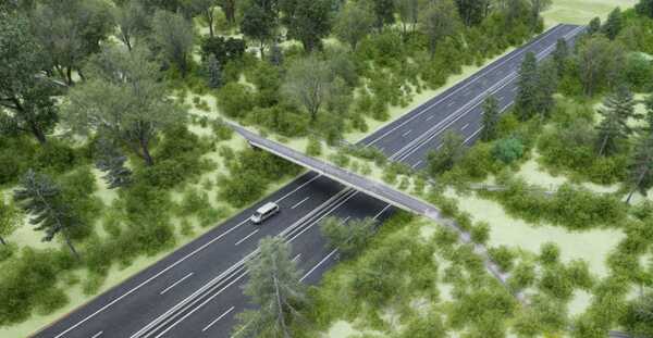 Primer paso de fauna elevado será instalado en Ciudad del Este - trece
