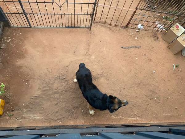 Video: pareja desapareció y dejó a su perro atrapado en la vivienda - Nacionales - ABC Color