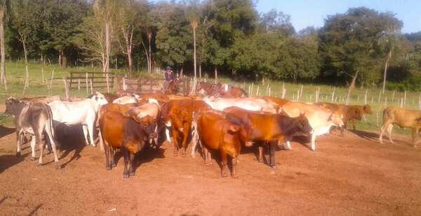 Denuncian hurto y faenamiento de 13 animales vacunos en distritos de Paraguarí - Nacionales - ABC Color