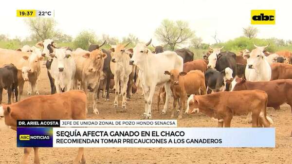 Sequía afecta ganado en el Chaco: recomiendan tomar precauciones a los ganaderos - ABC Noticias - ABC Color