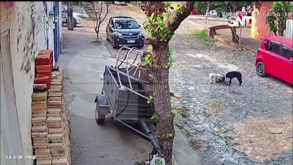 Patrullera atropelló a dos perros en - SNT