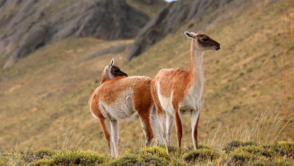 Día Internacional del Guanaco en Paraguay destaca la urgencia de proteger su hábitat en Médanos del Chaco