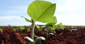 Caída del precio de la soja preocupa al sector agrícola de Paraguay, según la UGP - La Clave