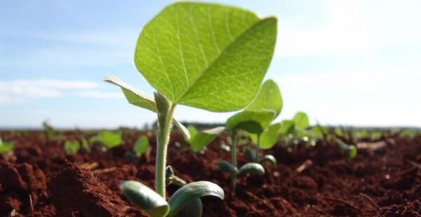Caída del precio de la soja preocupa al sector agrícola de Paraguay, según la UGP - La Clave