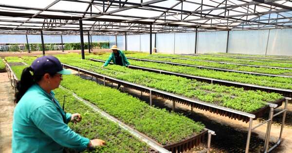 La Nación / Itaipú produjo 100.000 plantines en julio para reforestación