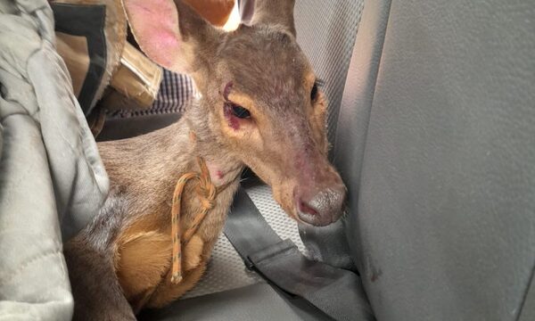 Rescatan animal silvestre tras incendios
