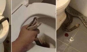 Karai encontró a una feroz serpiente en su inodoro y hasta se colgó de su “asunto”