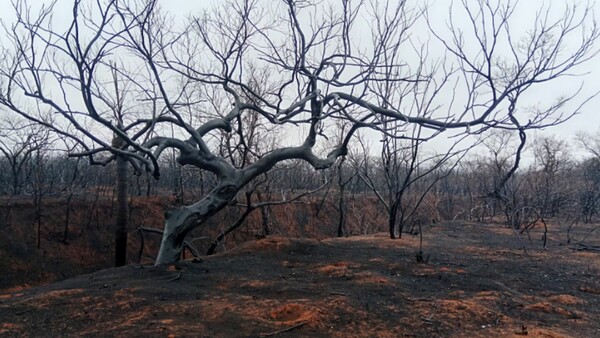Incendios devastan casi 2 millones de hectáreas y afectan 6 áreas protegidas de Bolivia