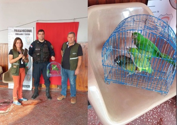 Arrestan a menor que desde los 7 años vende cotorras