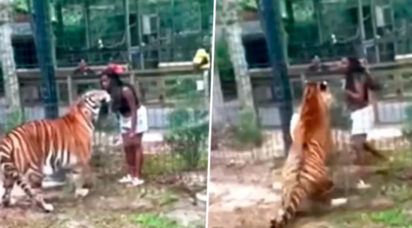 Una mujer saltó una cerca en un zoológico de Nueva Jersey y puso en riesgo su vida para tocar a un tigre