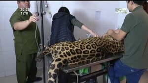 Estado de salud de "Simba" avanza positivamente - SNT