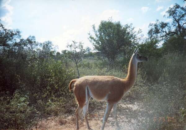 Celebran por primera vez el Día Internacional del Guanaco para promover su conservación - Mundo - ABC Color