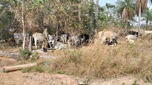 Intento de Abigeato en Estancia Zarza: Recuperan 150 Animales Robados