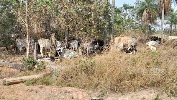 Intento de Abigeato en Estancia Zarza: Recuperan 150 Animales Robados