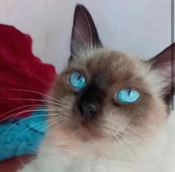 Bichota - Encontrá a tu mascota - ABC Color