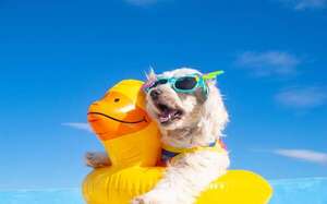 Mascotas: Nueve consejos esenciales para viajar - Mascotas - ABC Color