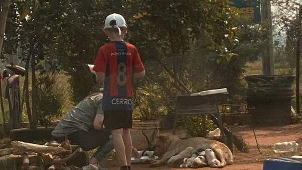 Realizan cirugías sin costo y regalan tallarín a perros callejeros, entre otras noticias positivas