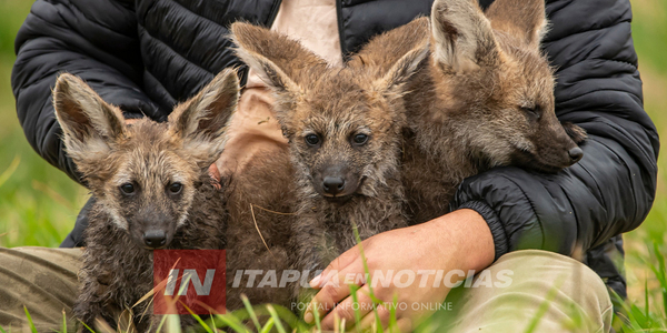NACIERON TRES AGUARA GUASU EN EL REFUGIO FAUNÍSTICO ATINGUY - Itapúa Noticias
