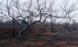 Incendios devastan casi 2 millones de hectáreas y afectan 6 áreas protegidas de Bolivia – Prensa 5