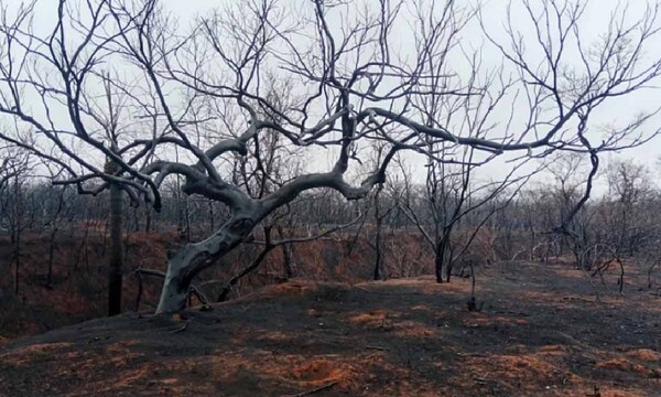 Incendios devastan casi 2 millones de hectáreas y afectan 6 áreas protegidas de Bolivia – Prensa 5