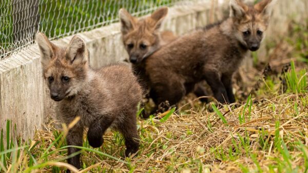 Nacieron tres cachorros de aguara guasu, una especie en peligro de extinción