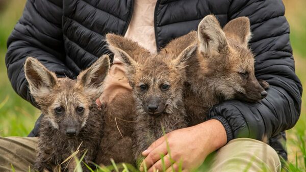 ¡Chúlina! Nacieron tres aguara guasu, un animal en peligro de extinción