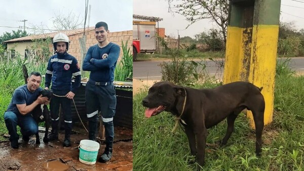 Encontró a su perro que se le perdió hace 1 año