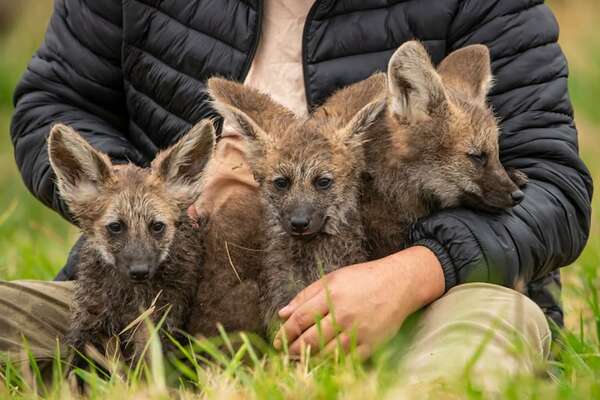 Nacieron tres ejemplares de aguara guasu en refugio de Yacyretá - Nacionales - ABC Color