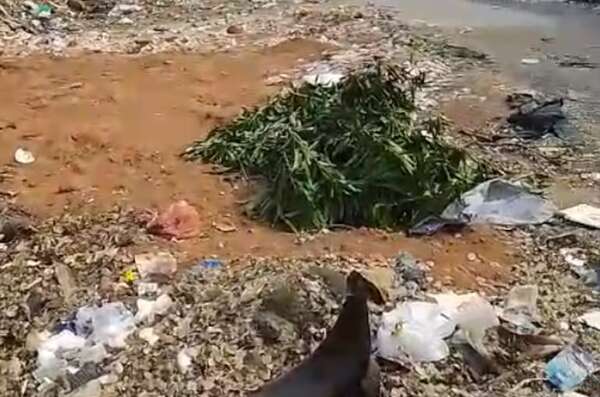 Video: vertedero clandestino en la “vereda” - Crónicas Ciudadanas - ABC Color