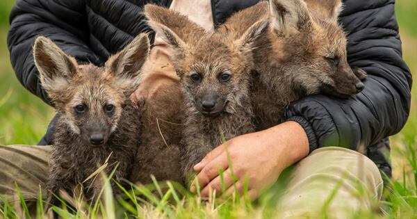 La Nación / Nacieron tres aguarás guazús en refugio de Yacyretá