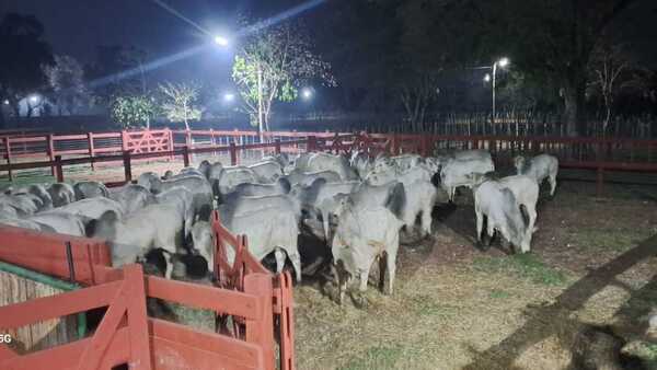 Retuvieron temporalmente ganado de la familia de Eulalio Gomes