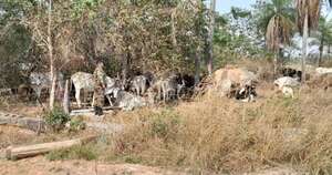Diario HOY | Recuperan 150 animales robados en una estancia tras intento de abigeato