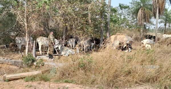 Diario HOY | Recuperan 150 animales robados en una estancia tras intento de abigeato