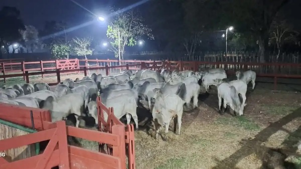 Liberan ganado de la familia de Lalo Gomes tras retención policial