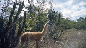 Primer Día Internacional del Guanaco incluye la conservación de la especie en Paraguay