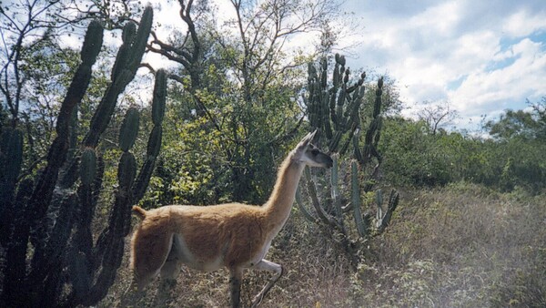 Primer Día Internacional del Guanaco incluye la conservación de la especie en Paraguay