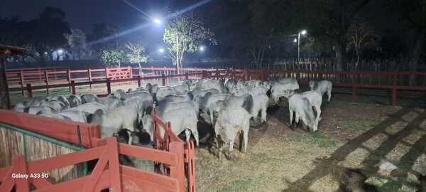 Retuvieron temporalmente ganado de la familia de Eulalio Gomes