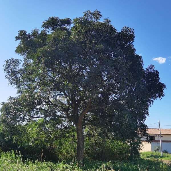 AUDIO. Lila Gamarra comenta sobre los árboles Tembetary - Ancho Perfil - ABC Color