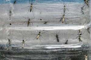 Mosquito Aedes aegypti utiliza infrarrojo para detectar objetivos humanos - Ciencia - ABC Color