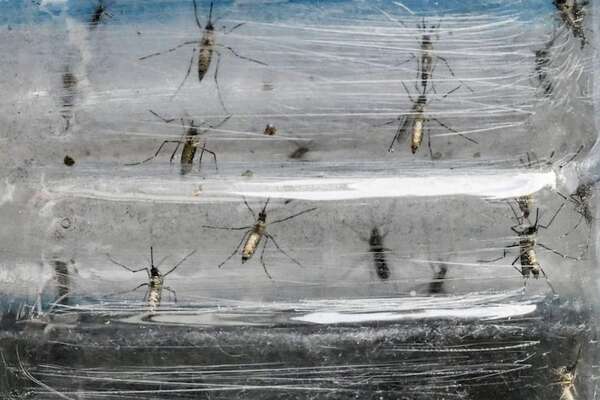 Mosquito Aedes aegypti utiliza infrarrojo para detectar objetivos humanos - Ciencia - ABC Color