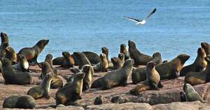 La Nación /  Isla de Lobos y su entorno sumergido fue declarada área protegida de Uruguay