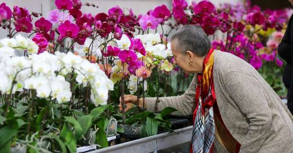 La Nación / Paraguay pasó de admirar orquídeas a producirlas de manera competitiva
