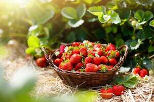Expofrutilla y más actividades en la agenda cultural del 25 al 31 de agosto - ABC Revista - ABC Color