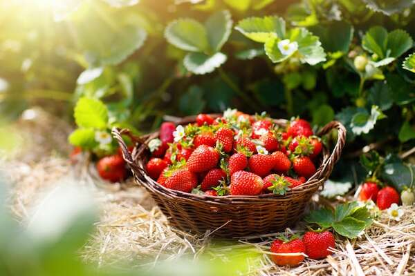 Expofrutilla y más actividades en la agenda cultural del 25 al 31 de agosto - ABC Revista - ABC Color