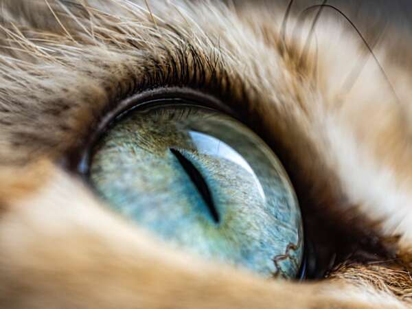 La fascinante visión de los gatos - Mascotas - ABC Color