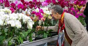 La Nación / Paraguay pasó de admirar orquídeas a producirlas de manera competitiva